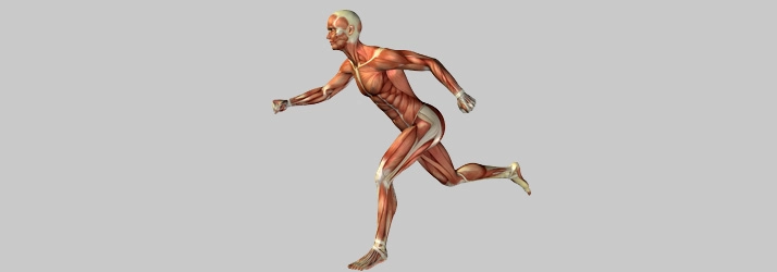 Anatomical illustration showing full‑body muscle activation during a dynamic running motion.